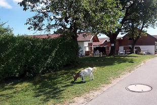 ferienhof51g.jpg